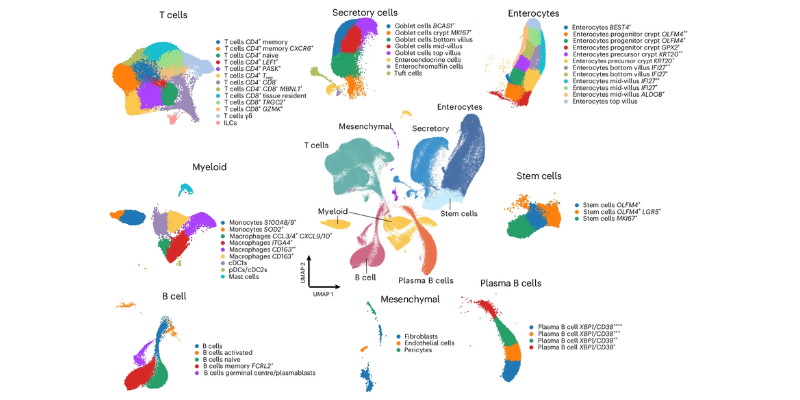 UMAP of the data from the project