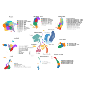 UMAP of the cells in the project